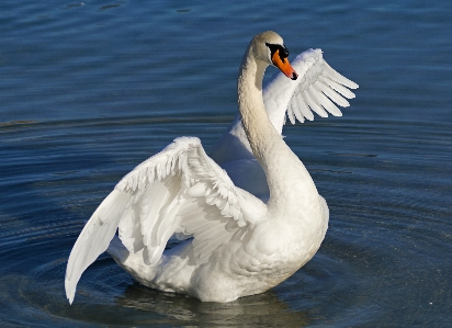 水 鳥 羽 白 写真