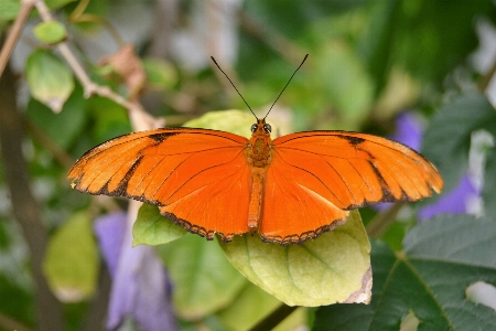 Foto Naturaleza fauna silvestre naranja insecto