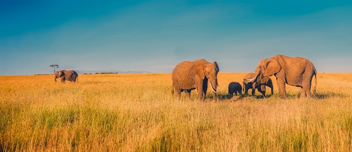 Landscape nature grass wilderness Photo