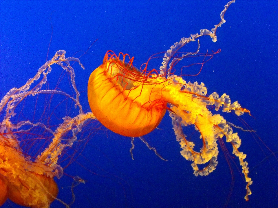 Mar agua naturaleza océano