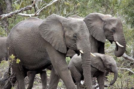 Foto Césped rebaño
 fauna silvestre África