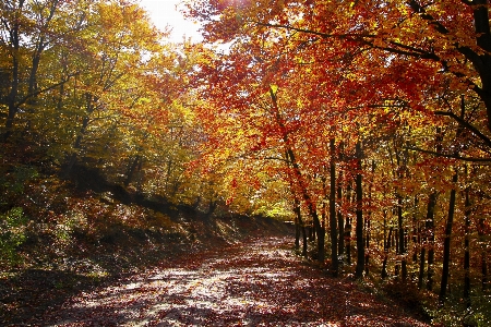 風景 木 自然 森 写真