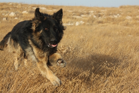 Foto Alam kelompok putih anak anjing