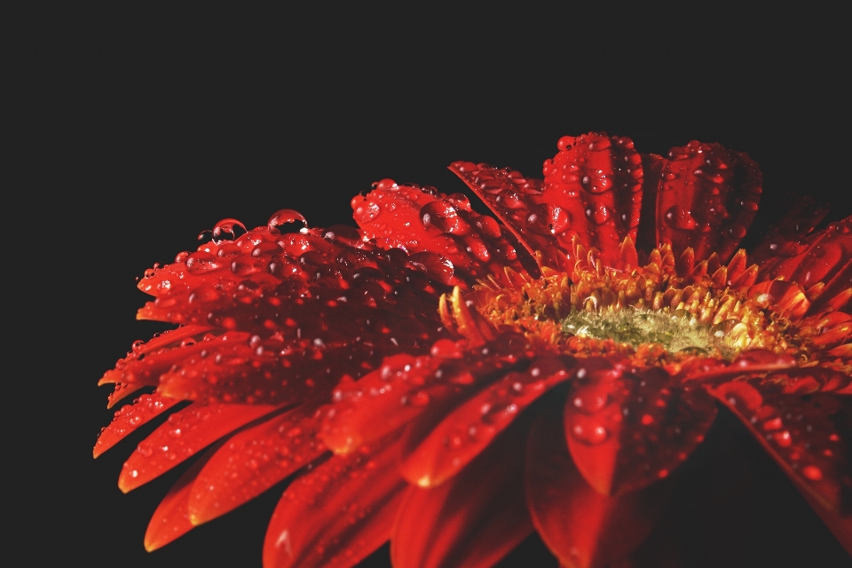 Blossom plant flower petal