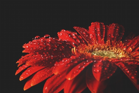 Blossom plant flower petal Photo