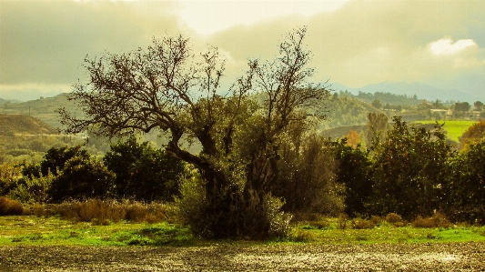 Landscape tree nature forest Photo