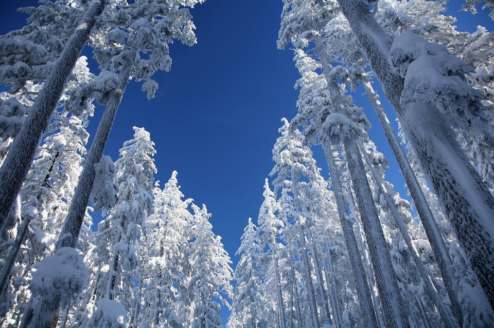 Landscape tree nature forest