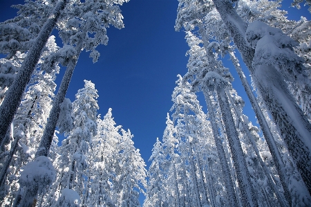 Landscape tree nature forest Photo