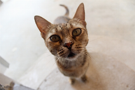 Foto Asiatico pelliccia gattino gatto