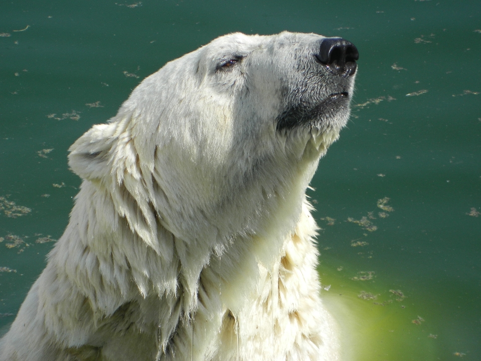 Bianco orso animali selvatici fauna