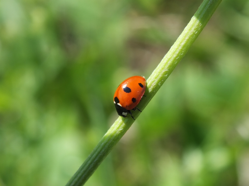 Césped verano rojo insecto