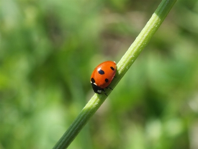 Grass summer red insect Photo