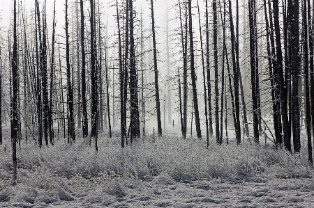 Landscape tree nature forest Photo