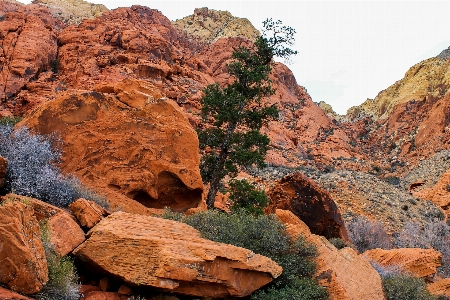 Landscape tree nature rock Photo