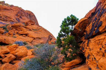 Landscape tree nature rock Photo