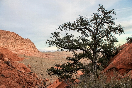 Landscape tree nature rock Photo