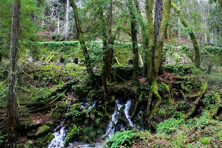 Landscape coast tree nature Photo