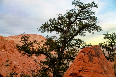 Landscape tree nature rock Photo