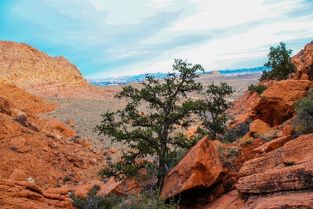 Landscape tree nature rock Photo