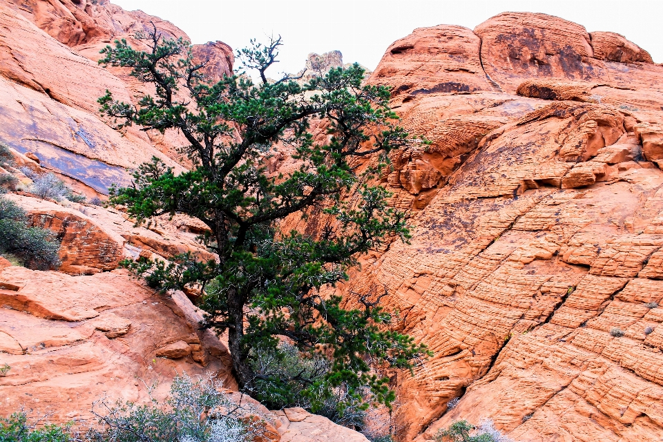 Krajobraz drzewo natura rock