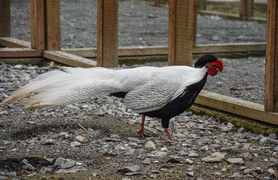 Naturaleza pájaro blanco granja