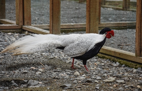 Nature bird white farm Photo