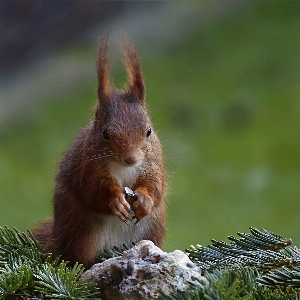 Animal wildlife mammal squirrel Photo