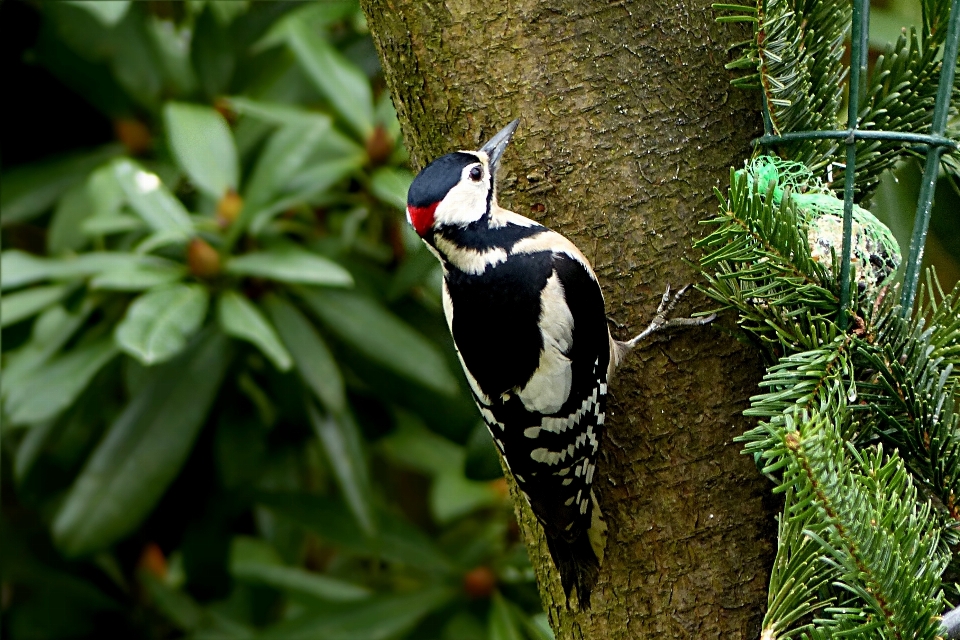 Tree nature branch bird