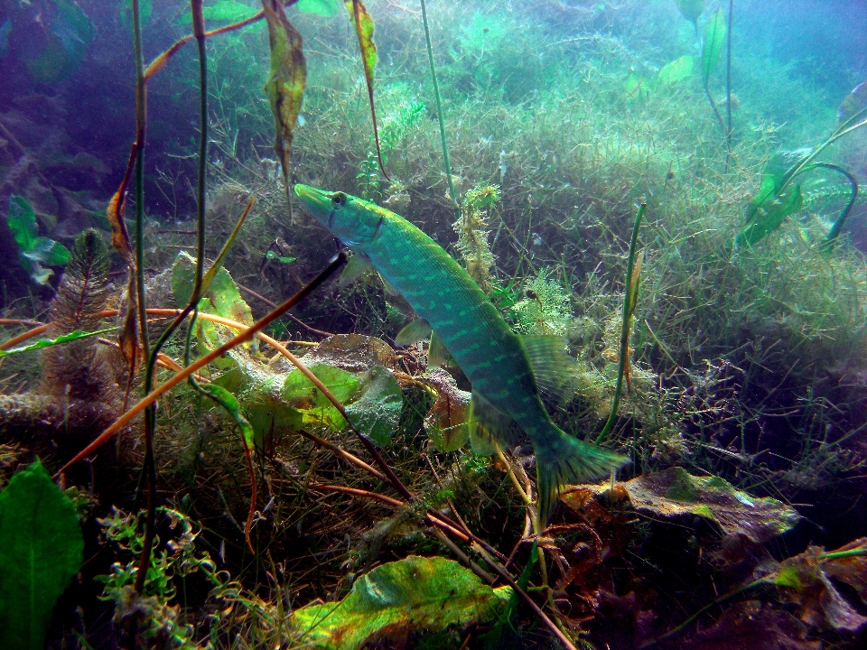 Tauchen unter wasser dschungel biologie