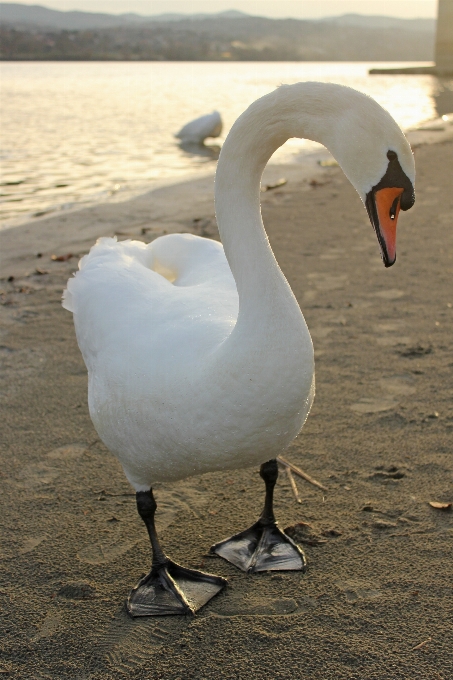 Water nature outdoor bird