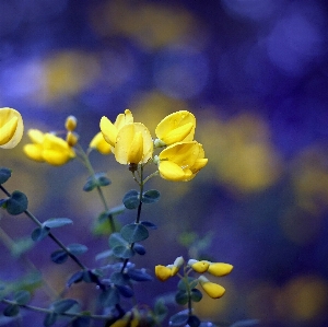 Nature blossom plant field Photo