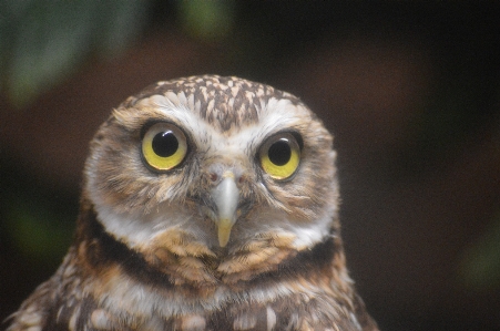 Foto Natura uccello animali selvatici selvaggio