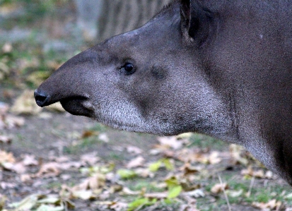 View animal wildlife zoo Photo