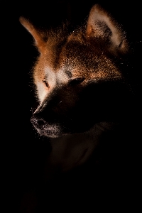 Photo Chien sombre chat mammifère