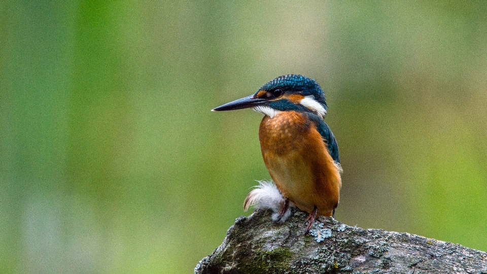 Watch nature branch bird