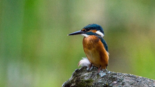 時計 自然 ブランチ 鳥 写真