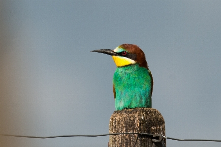 Foto Natureza filial pássaro animais selvagens