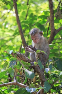 Foto Alam hutan cabang satwa