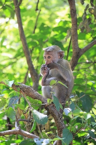 Foto Alam hutan cabang satwa