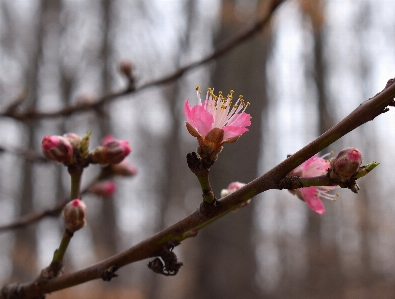 Tree nature branch blossom Photo