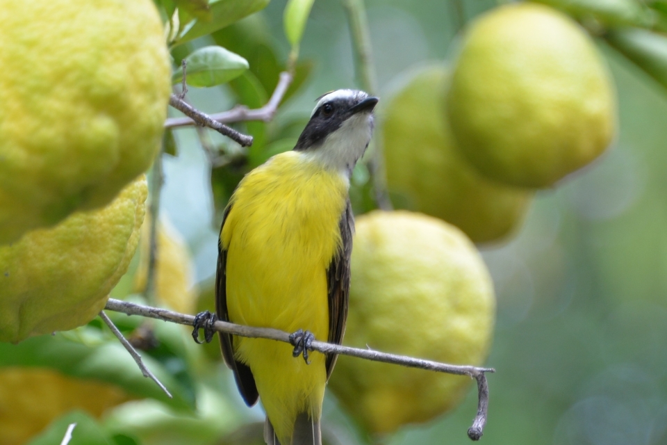 Natura ramo uccello campo