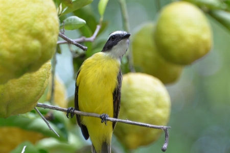 Nature branch bird field Photo