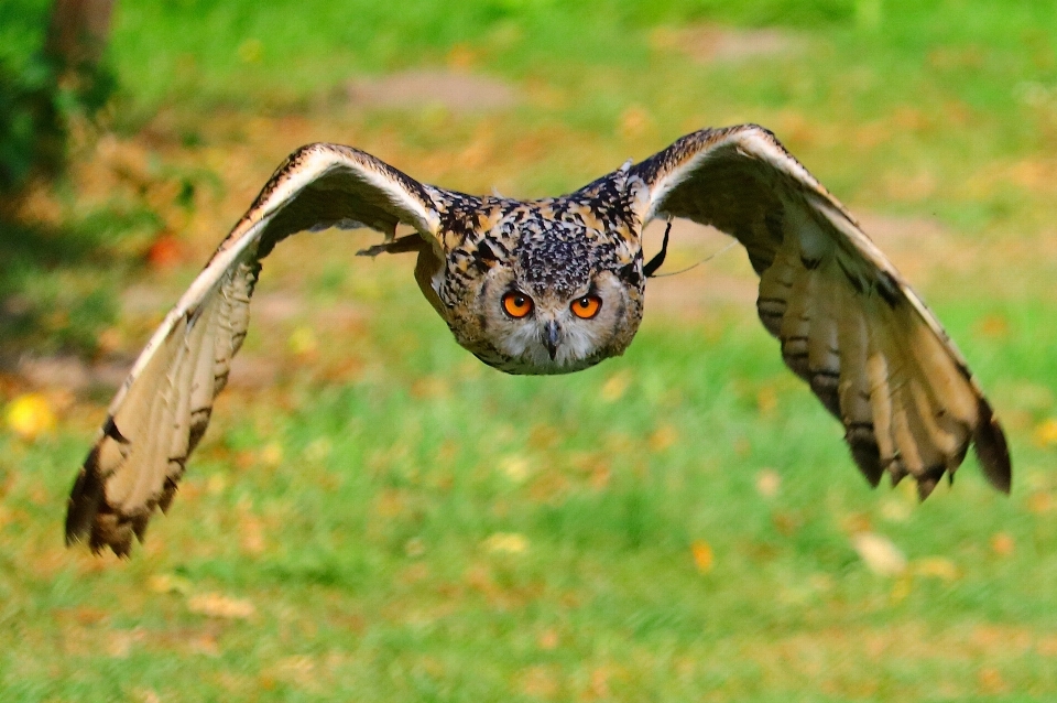 Natureza pássaro animal animais selvagens