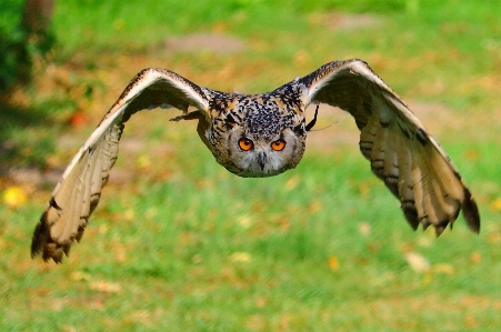 Foto Natura uccello animale animali selvatici