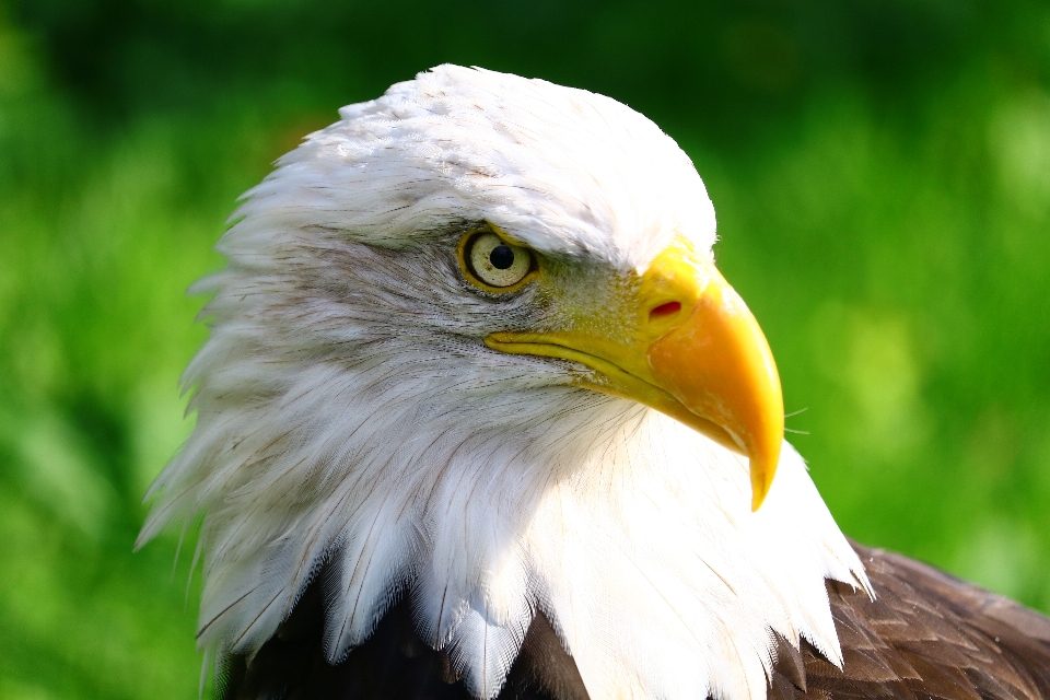 Naturaleza pájaro ala animal