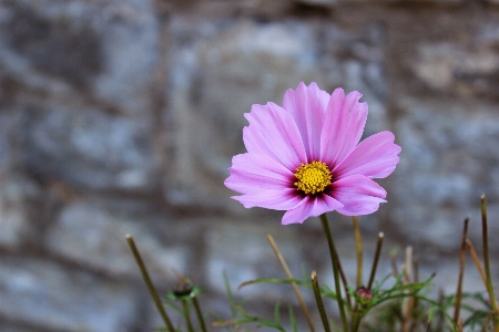 Nature blossom plant photography Photo