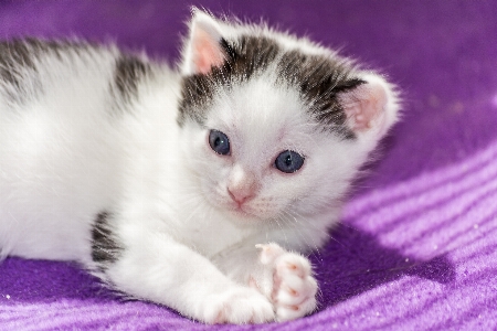 Foto Doce animal bonitinho bicho de estimação