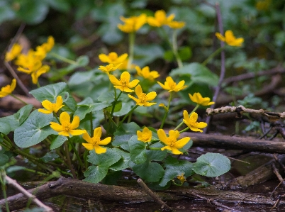 Landscape nature forest blossom Photo