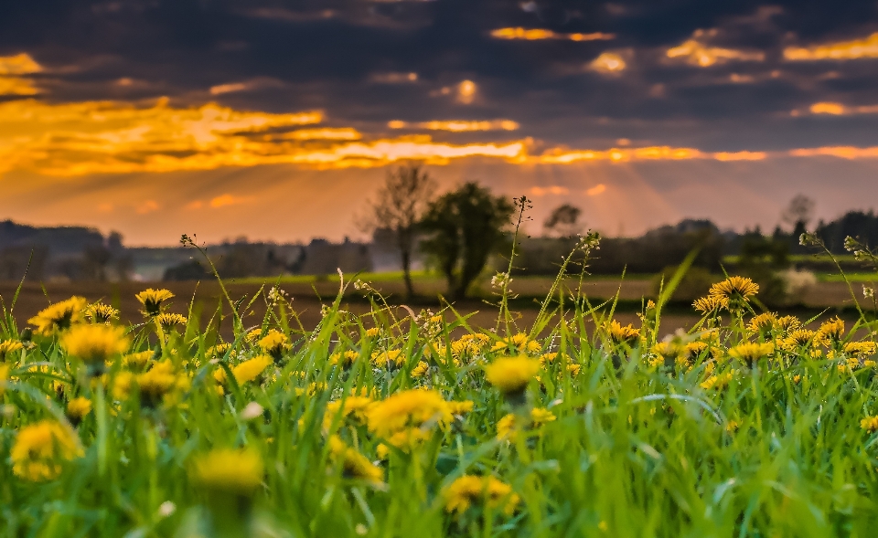 Landscape nature grass horizon