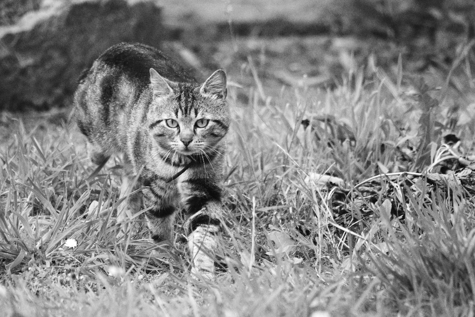 草 黒と白
 動物 野生動物